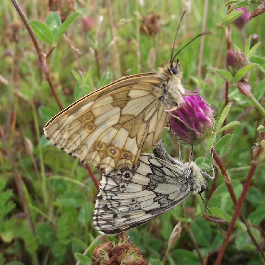 Marbled White butterflies